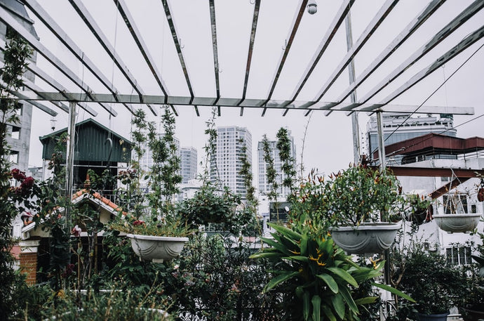 Can You Build A DIY Rooftop Garden?